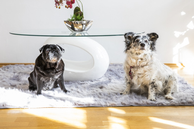 Foto Warum ein Therapiehund andere Aufgaben hat als ein Hund in der Therapie oder in der Beratung